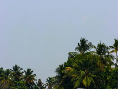 A traditional Kerala wooden houseboat (Kettuvallam) cruising through the calm green backwaters of Alleppey, surrounded by tall coconut palm trees and lush tropical vegetation